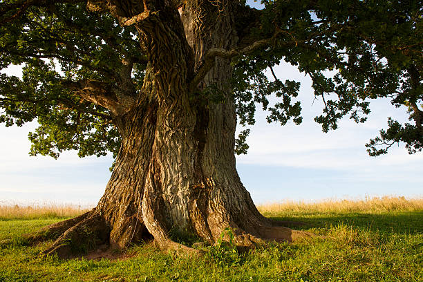 Дуб istockphoto 506066365 612x612 1 - Дуб