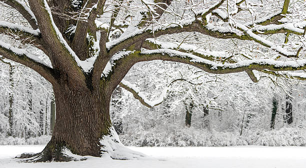 Дуб istockphoto 514154812 612x612 1 - Дуб