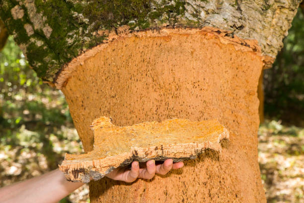 Дуб istockphoto 928099722 612x612 1 - Дуб