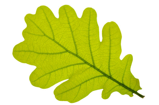 Дуб istockphoto 942711786 612x612 1 - Дуб