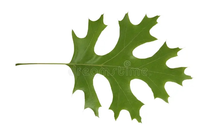 Дуб izolirovannoe rubra krasnogo czveta quercus duba listev 9503277 - Дуб