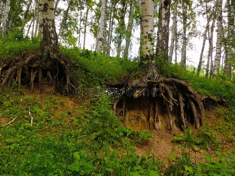 Берёза korni berezy chto to o vetvyah dereva temnyh i tonkie belye hoboty 153262179 - Берёза