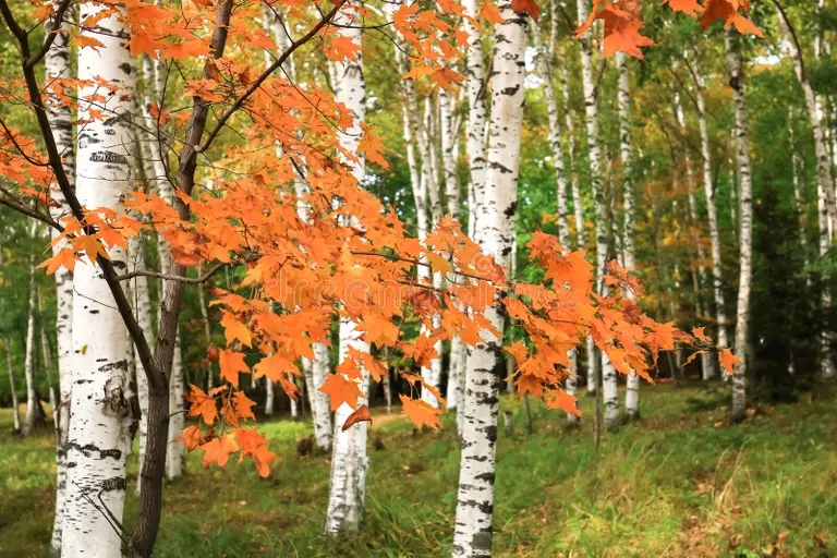 Берёза krasivyj pejzazh belyh berez v autum 102465486 - Берёза