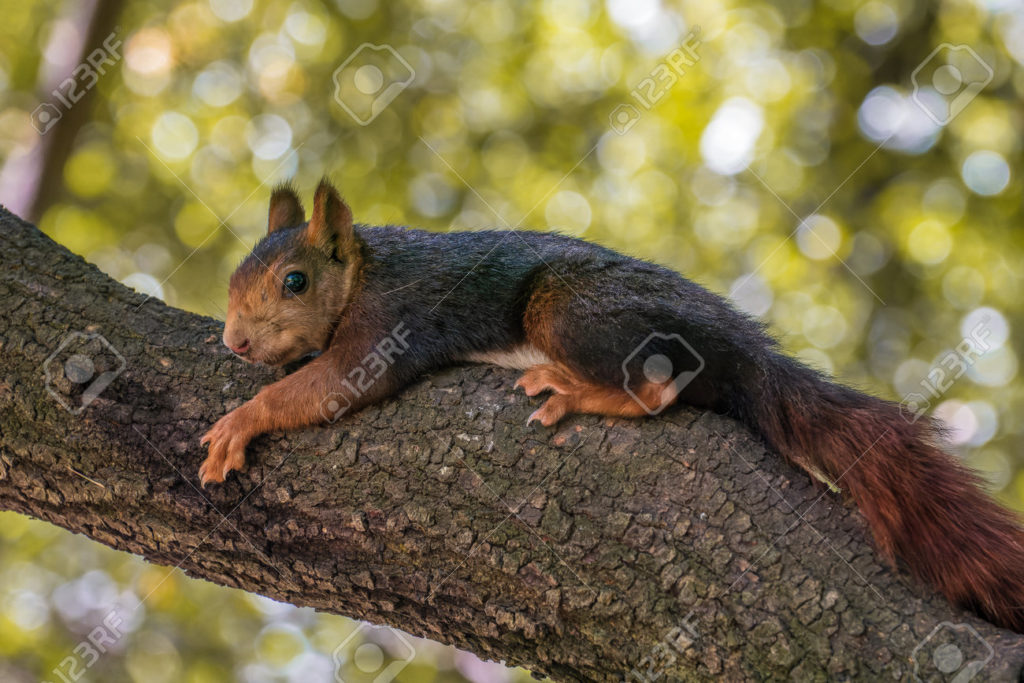 Дуб krasnaya belka sciurus vulgaris otdyhaet na vetke duba quercus ilex na zelenom fone ne v fokuse 1024x683 - Дуб