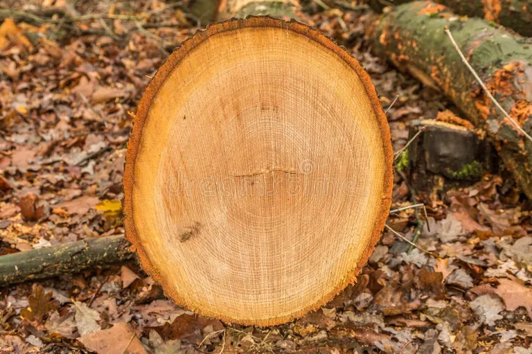 Дуб krestrovyj stvol amerikanskogo duba quercus rubra poperechnyj iz kverkus 165577032 - Дуб