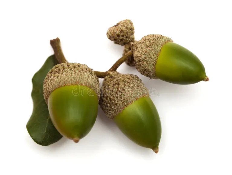 Дуб kuerkus ileks veergrin dub flora gran kanariya quercus ilex evergreen malenkie 159845732 - Дуб