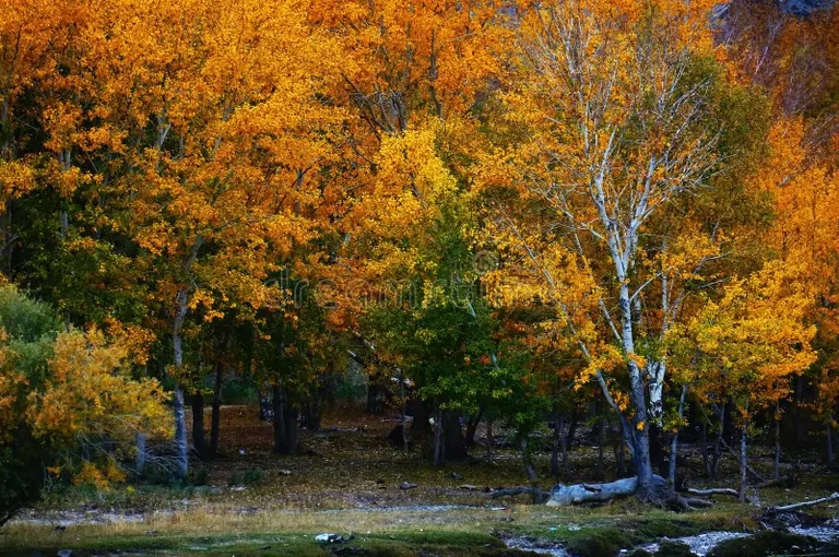 Берёза les platyphylla betula v sinczzyan 131025820 - Берёза