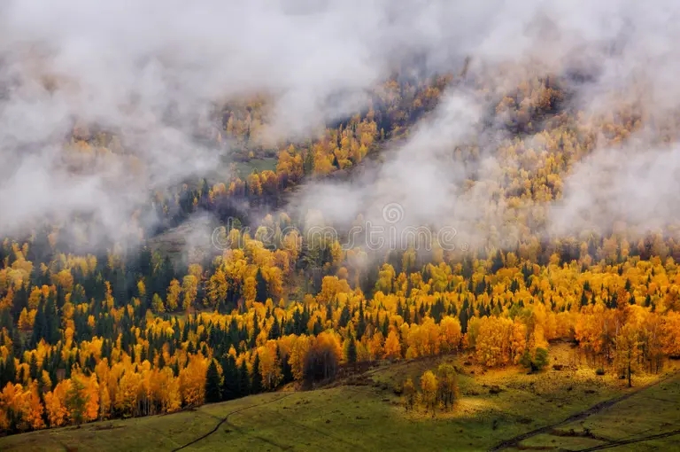 Берёза les platyphylla betula v sinczzyan 131025938 - Берёза