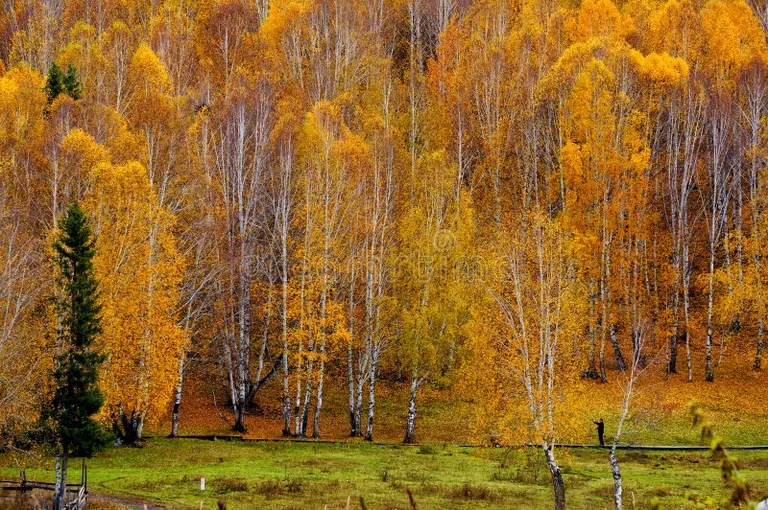 Берёза les platyphylla betula v sinczzyan 131025969 - Берёза