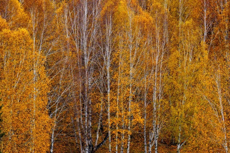 Берёза les platyphylla betula v sinczzyan 131025970 - Берёза