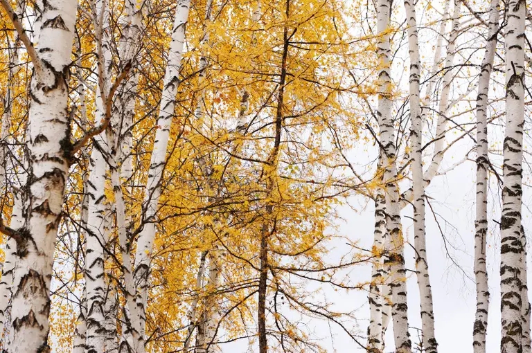 Берёза les platyphylla betula v sinczzyan 131026038 - Берёза