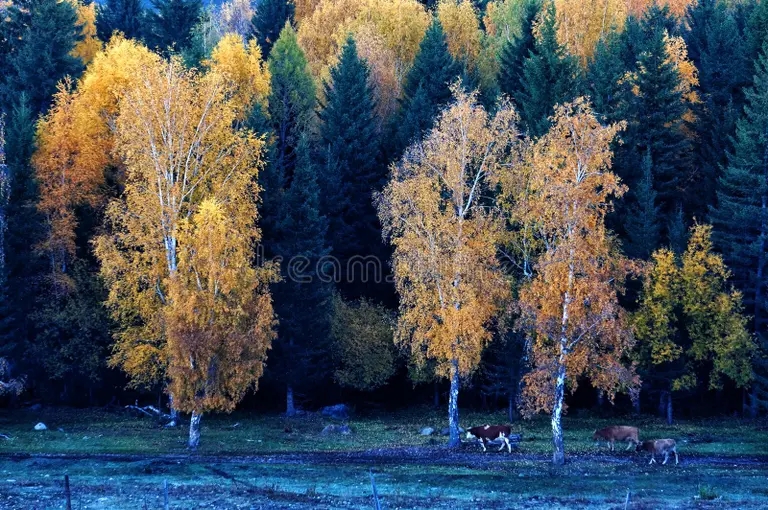Берёза les platyphylla betula v sinczzyan 131026134 - Берёза