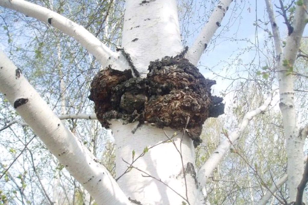 Ложная чага Березовая / ©pinterest Ложная чага Березовая