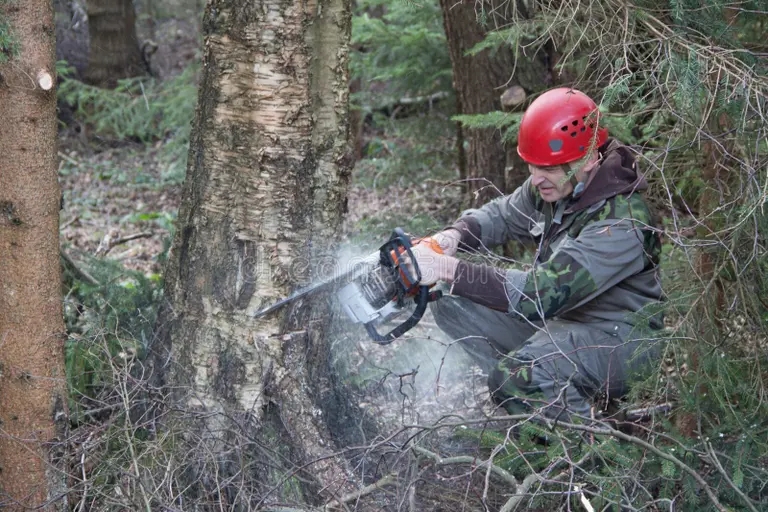 Берёза lumberjack rabotaya s czepnoj pi oj 39501710 - Берёза