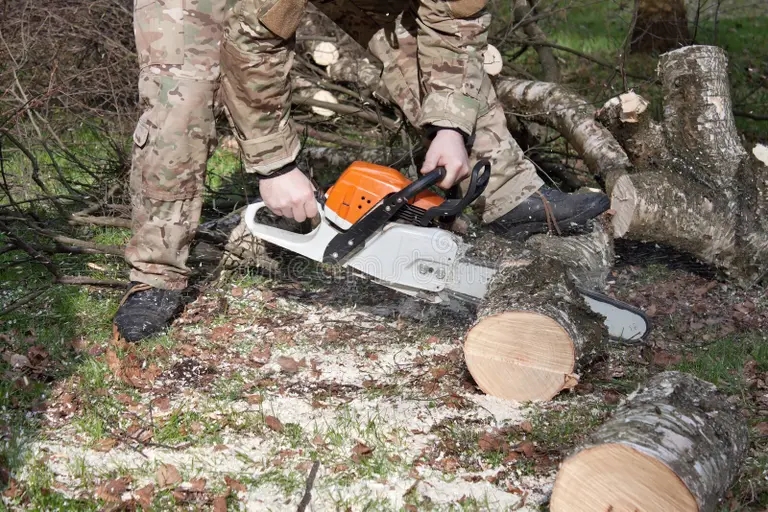 Берёза lumberjack rabotaya s czepnoj pi oj bezopasnostyu 39407123 - Берёза