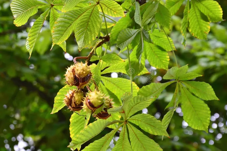  Каштан конский обыкновенный, Aesculus hippocastanum