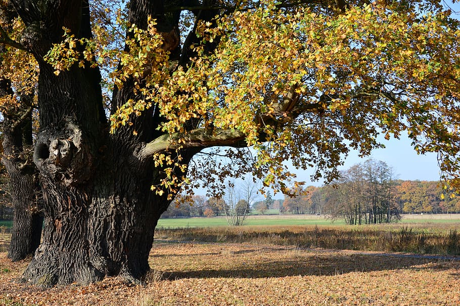 Дуб oak deciduous tree tree old 1 - Дуб