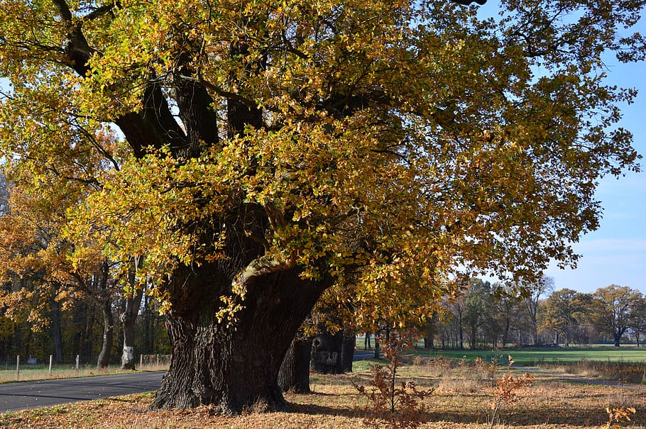 Дуб oak deciduous tree tree old - Дуб