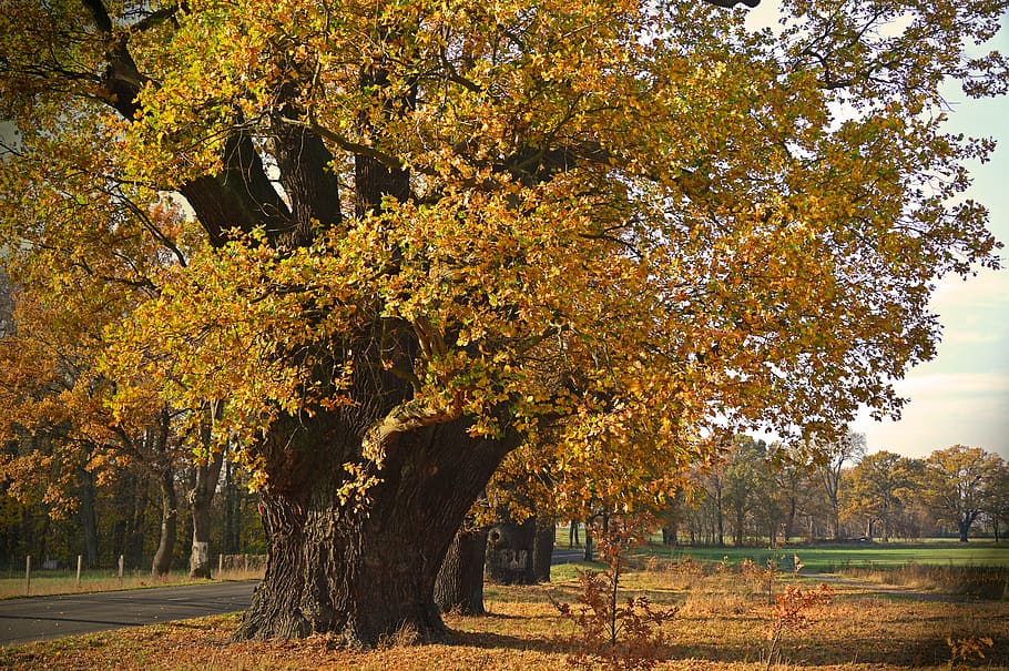 Дуб oak old trees deciduous trees - Дуб