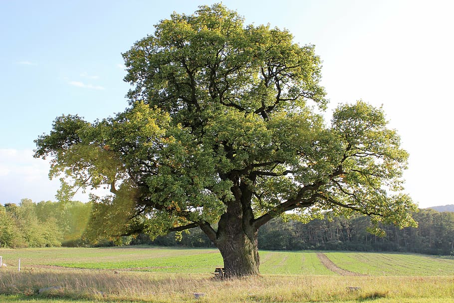 Дуб oak tree old oak sky - Дуб