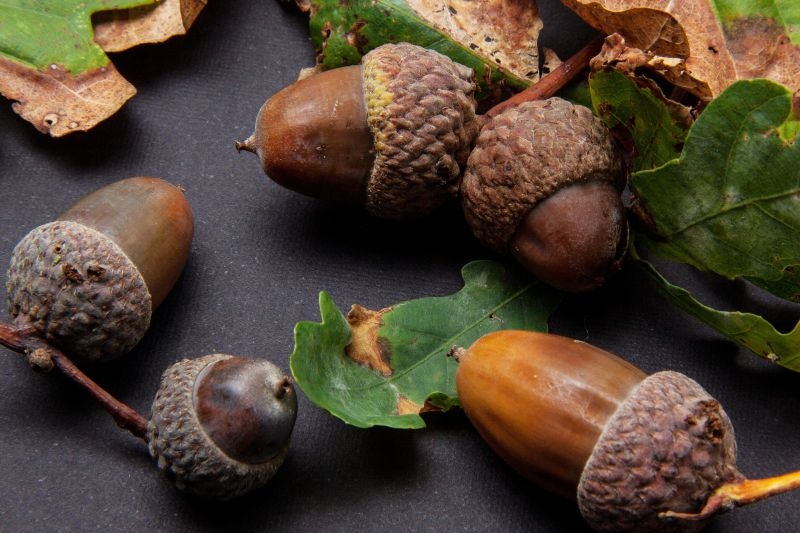 Дуб oak fruit acorn fruit oak quercus genus german oak tree 1014342 - Дуб