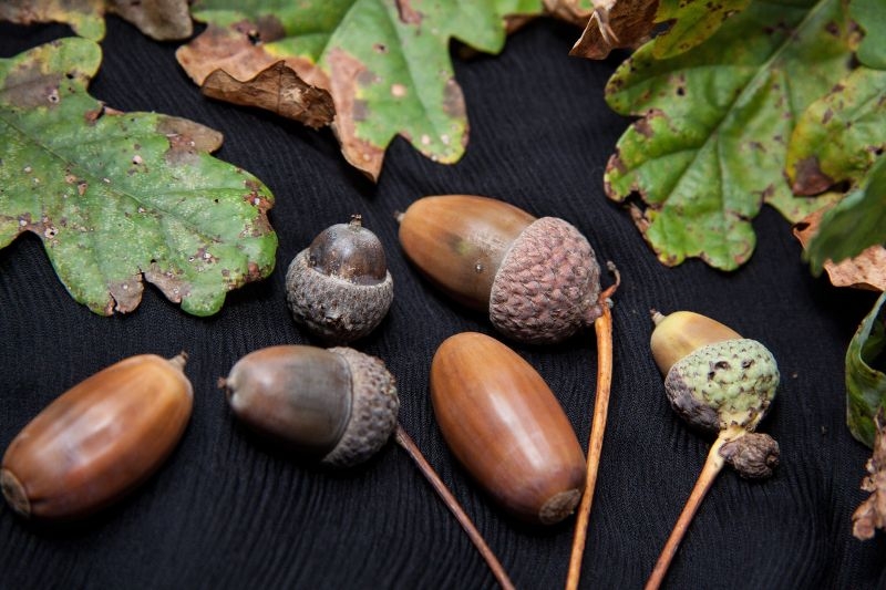 Дуб oak fruit acorn fruit oak quercus genus german oak tree 1119510 - Дуб