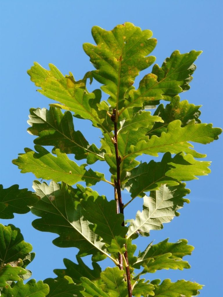 Дуб oak oak leaves leaf green quercus branch tree sky 1262619 768x1024 - Дуб