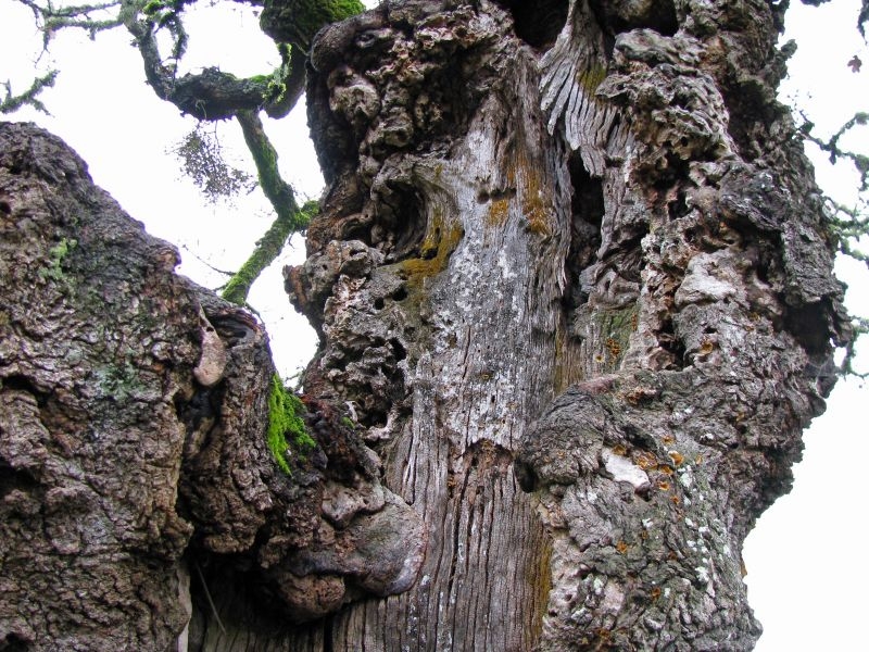 Дуб oak tree gnarled bark trunk oregon white oak quercus garryana 922127 - Дуб