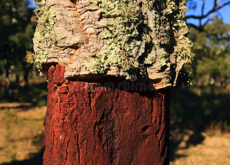 Дуб ob ast portuga ii alentejo zanovo szhatyj ub probochki suber quercus 84789979 - Дуб