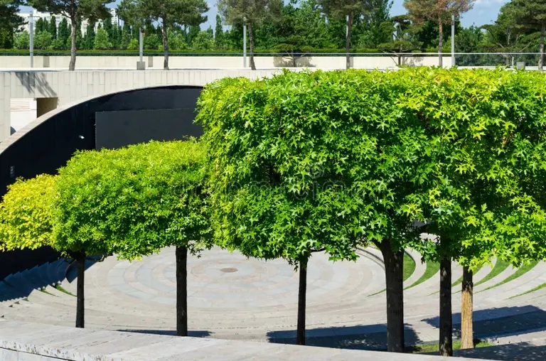 Дуб obrazovannyj dub quercus palustris ili bolotnyj ispanskij na terrasah 226320004 - Дуб
