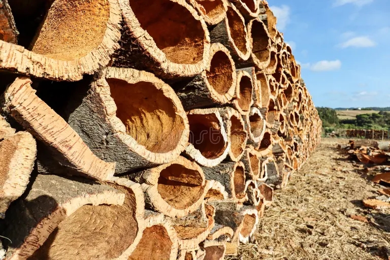 Дуб obuglennaya korkovaya dubovaya kojka iz bagazhnika duba probki quercus suber dlya 158375534 - Дуб