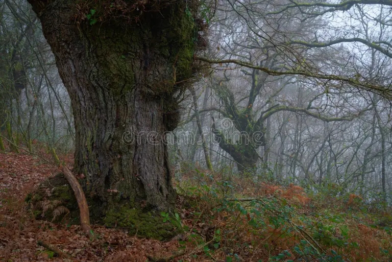ogromnye obrazczy kerkus robura formiruyut drevnie lesa quercus robur 242638488 - Каштан