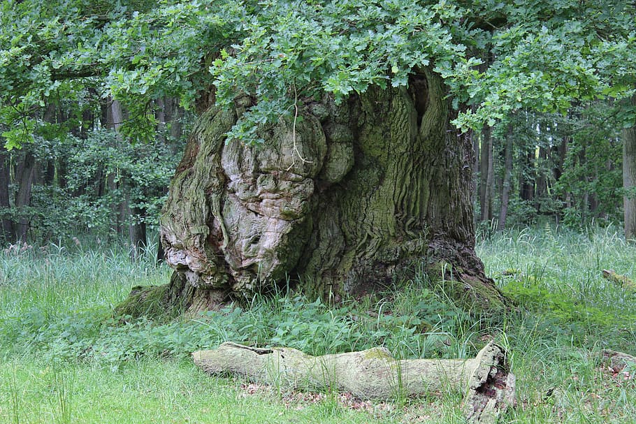 Дуб old oak oak old bark - Дуб