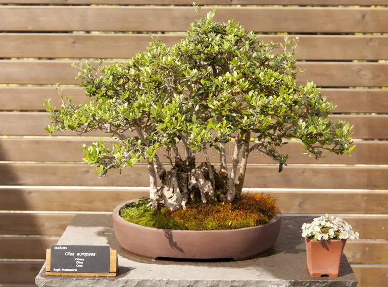 olea europaea 24832188 - <strong>Олива</strong>