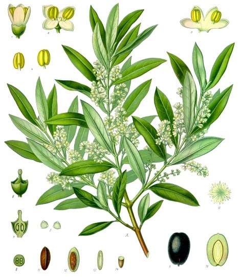 Олива европейская, (лат. Olea europaea) / Ботаническая иллюстрация