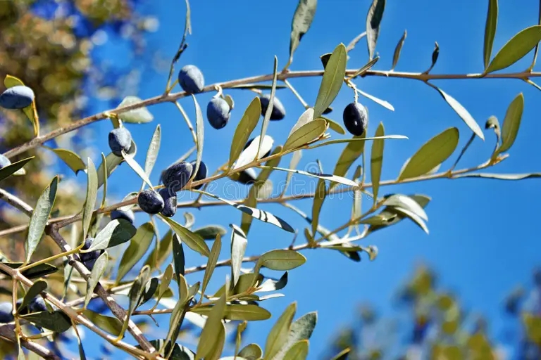 Олива европейская, (лат. Olea europaea)&nbsp;