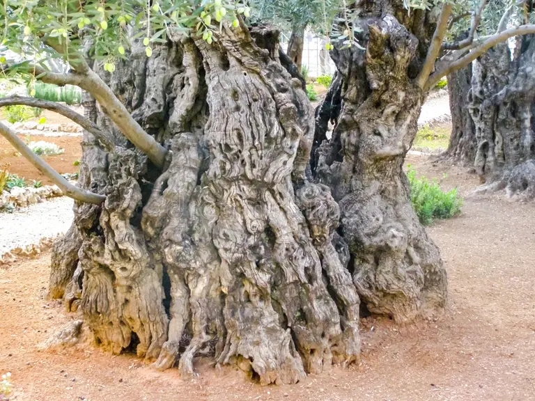 Древний ствол дерева / Олива европейская, (лат. Olea europaea) 