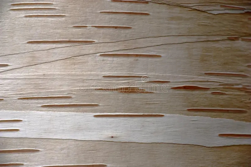 Берёза original background created birch bark one rare kinds birch original background created birch bark 201179161 - Берёза