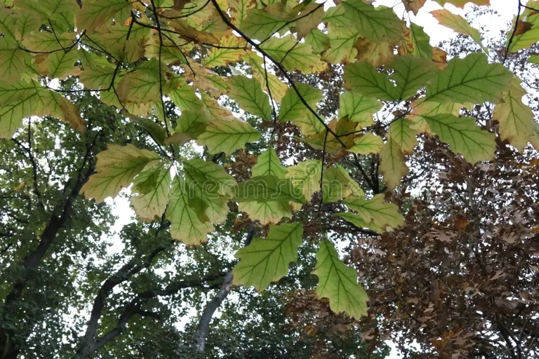 Дуб osennie listya severnogo rubra quercus krasnogo duba s krasivoj fonom bokeh 201055736 - Дуб