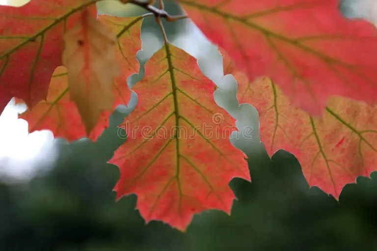 Дуб osennie listya severnogo rubra quercus krasnogo duba s krasivoj fonom bokeh 201055742 - Дуб