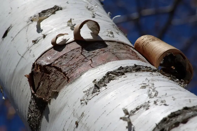 Берёза peeling birch bark 331780 - Берёза