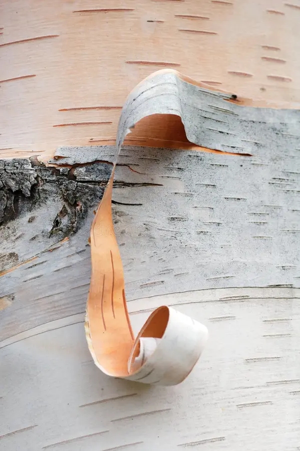 Берёза peeling birch bark 4384489 1 - Берёза