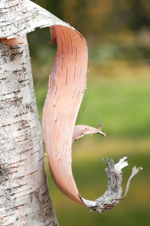 Берёза peeling birch bark side 4384455 - Берёза