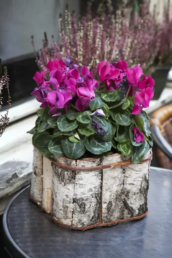 Берёза pink cyclamen pot birch bark packaged as decoration st street cafe 68709216 1 - Берёза
