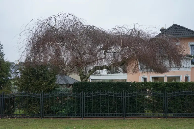 Берёза plach berezy betula pendula mladshij eto izyashhnoe zontichnoe derevo 254047730 - Берёза