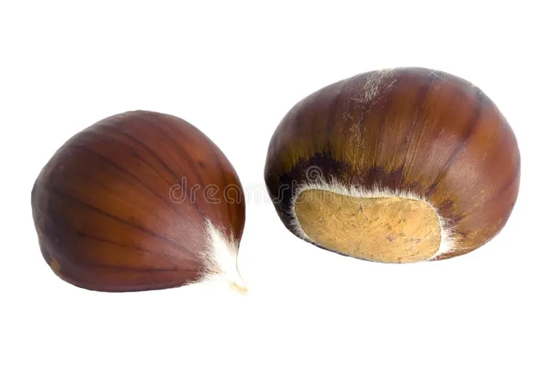 plodoovoshhi kashtana castanea izolirovali sativa pomadku 6982400 - Каштан
