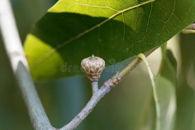 Дуб plody duba gonta quercus imbricaria 198676728 - Дуб