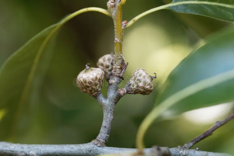 Дуб plody duba gonta quercus imbricaria 198676762 - Дуб