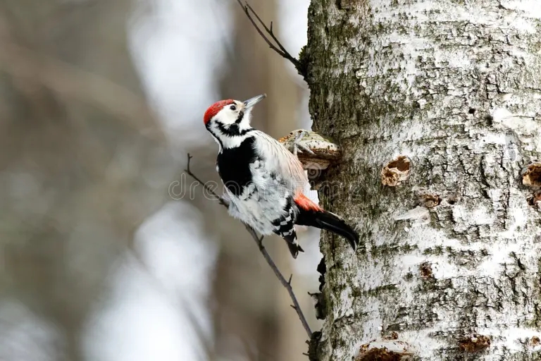 Берёза po erzhivaemye be o leucotos dendrocopos woodpecker muzhchina 97123563 - Берёза