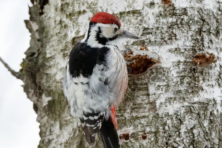 Берёза po erzhivaemye be o leucotos dendrocopos woodpecker muzhchina 97123693 - Берёза